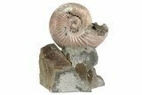 Iridescent, Pyritized Ammonite (Quenstedticeras) Fossil Display #193221-1